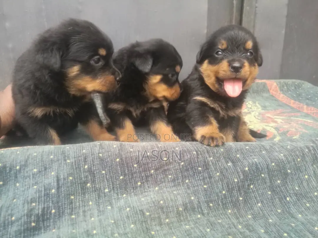 1-3 months Female Purebred Rottweiler