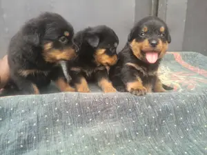 1-3 months Female Purebred Rottweiler