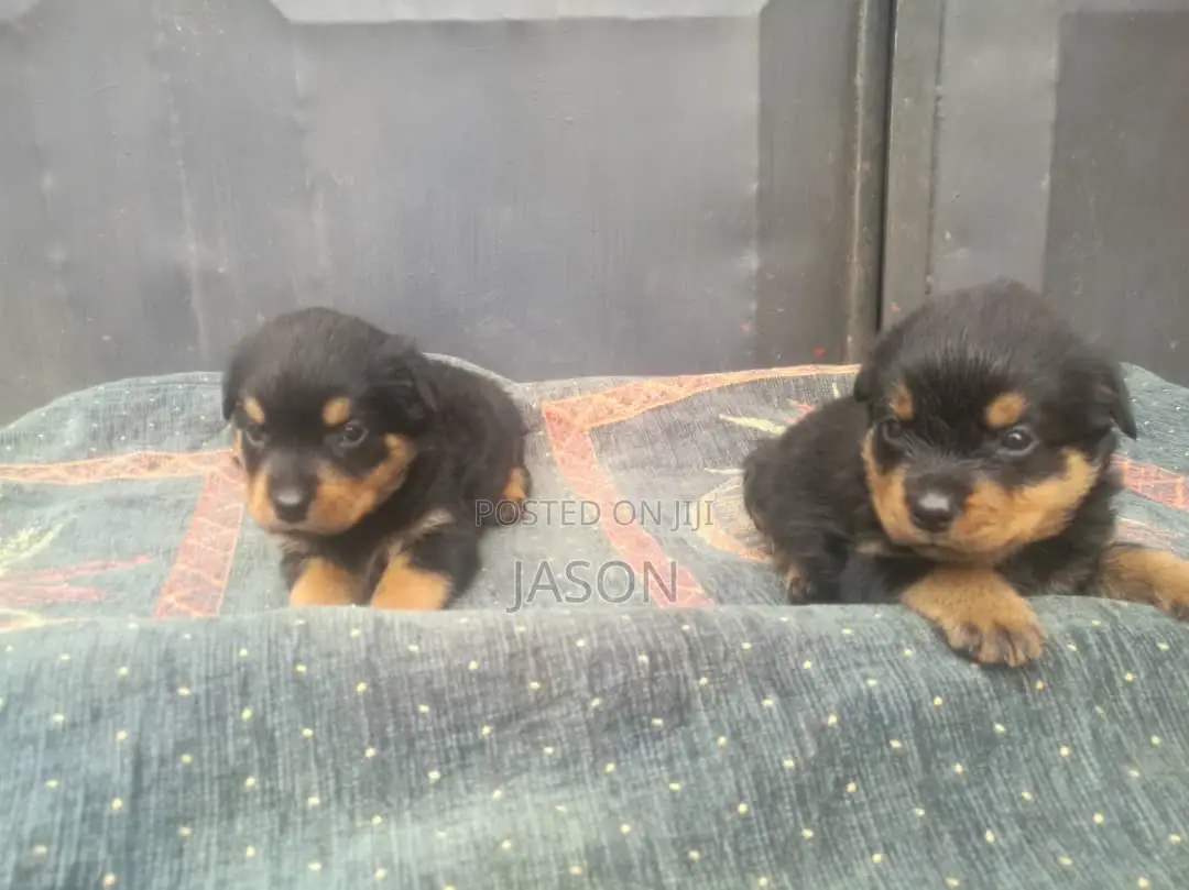 1-3 months Male Purebred Rottweiler