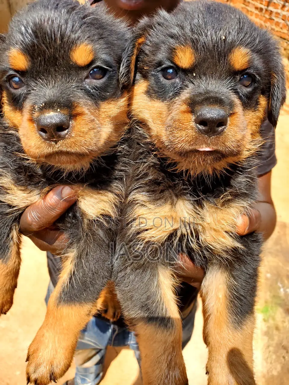1-3 months Male Purebred Rottweiler