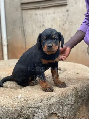 3-6 months Male Purebred Rottweiler