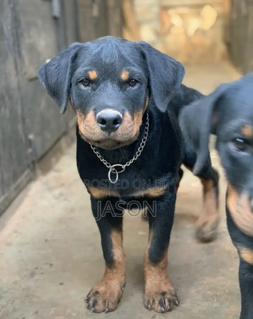 3-6 months Female Purebred Rottweiler