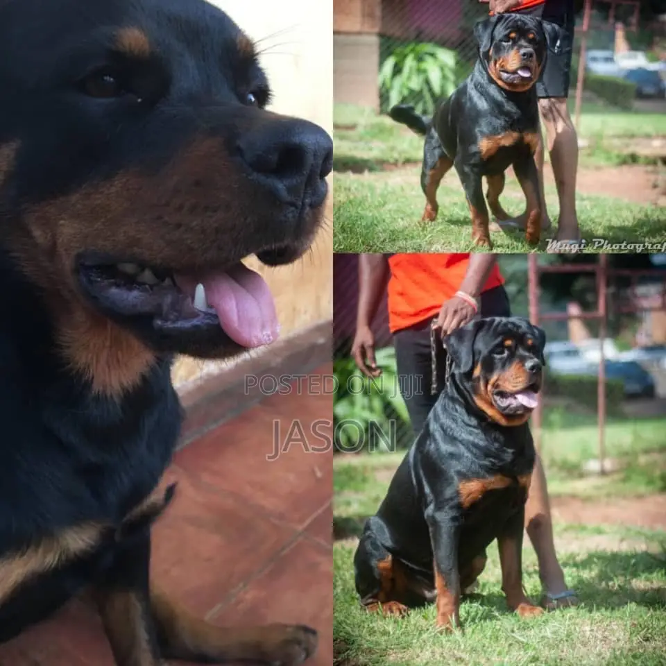 1+ year Male Purebred Rottweiler