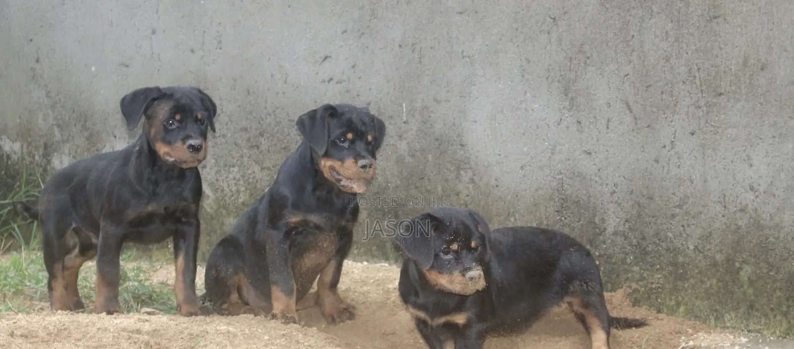 3-6 months Male Purebred Rottweiler