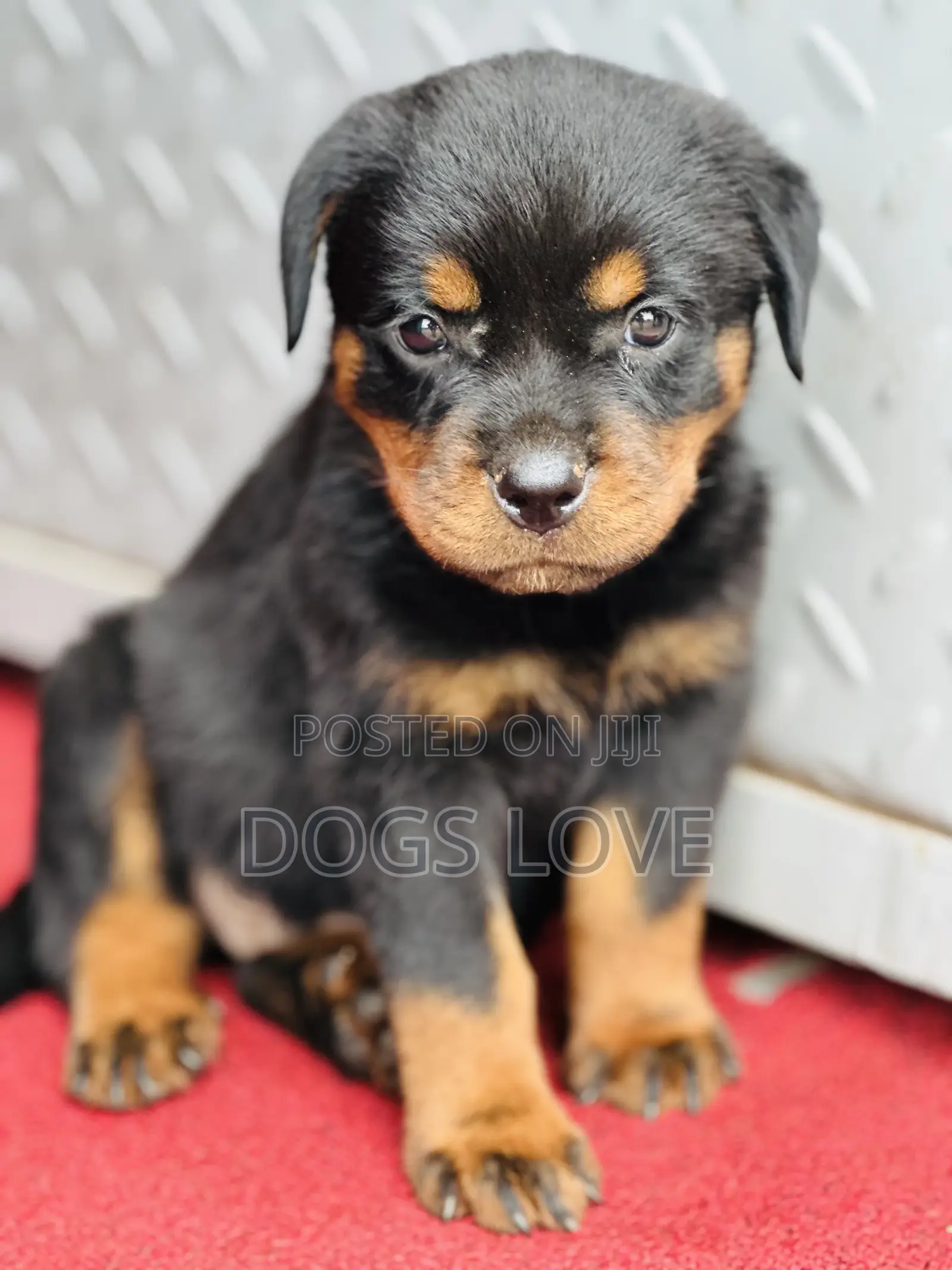 1-3 months Female Purebred Rottweiler
