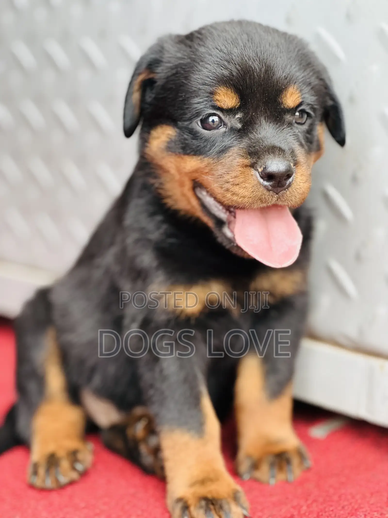 1-3 months Female Purebred Rottweiler
