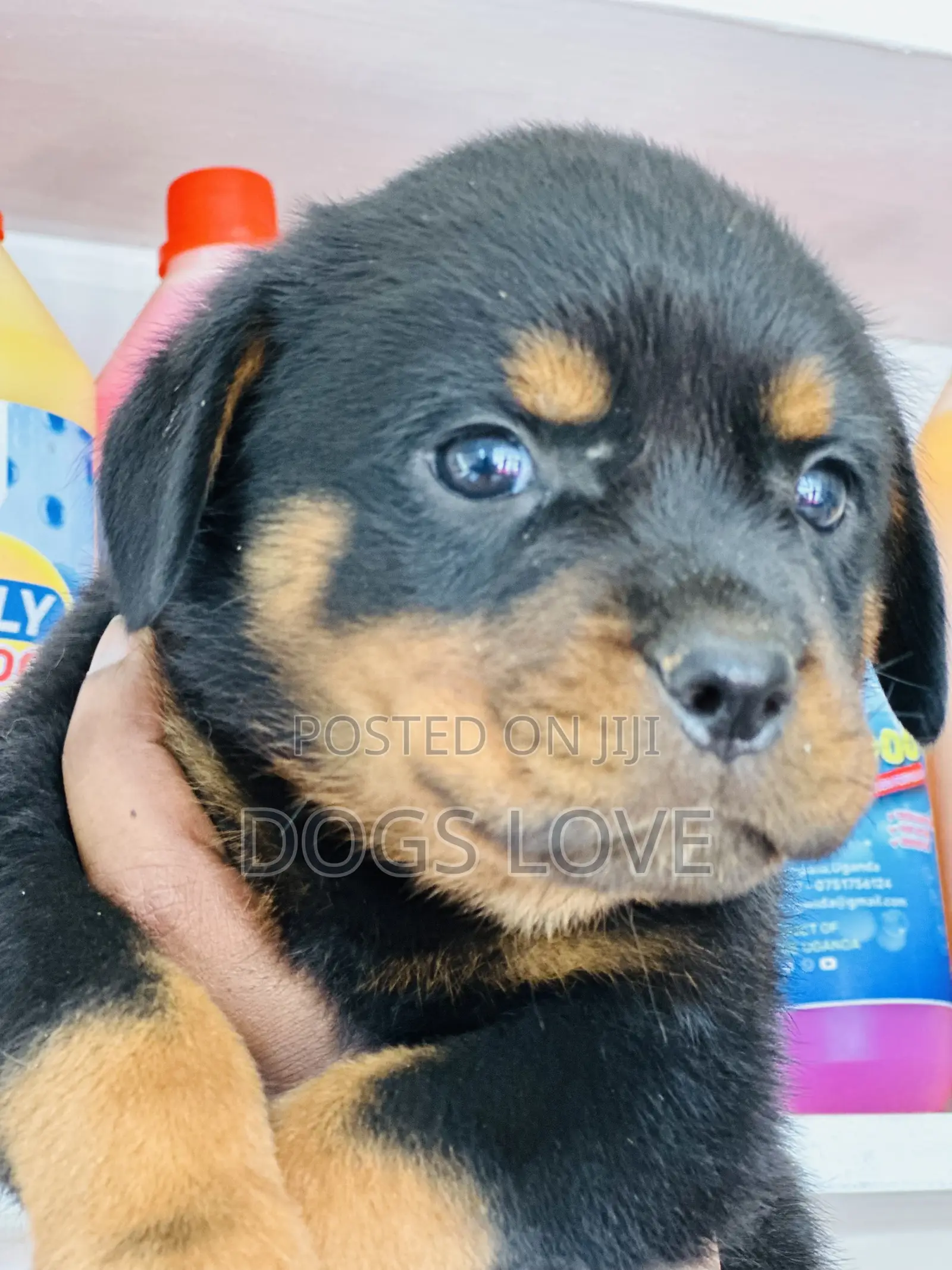 1-3 months Female Purebred Rottweiler