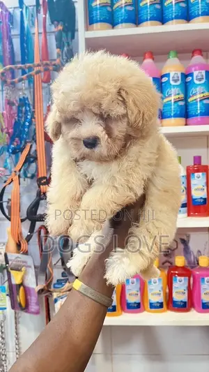 1-3 months Male Purebred Poodle