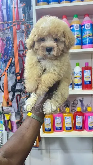1-3 months Male Purebred Poodle