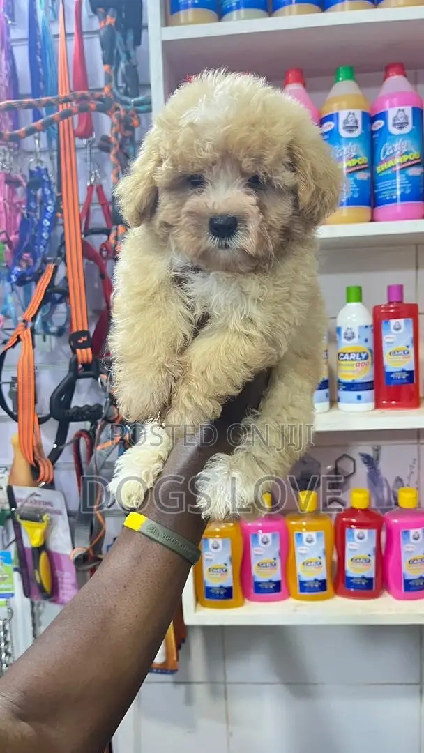 1-3 months Male Purebred Poodle