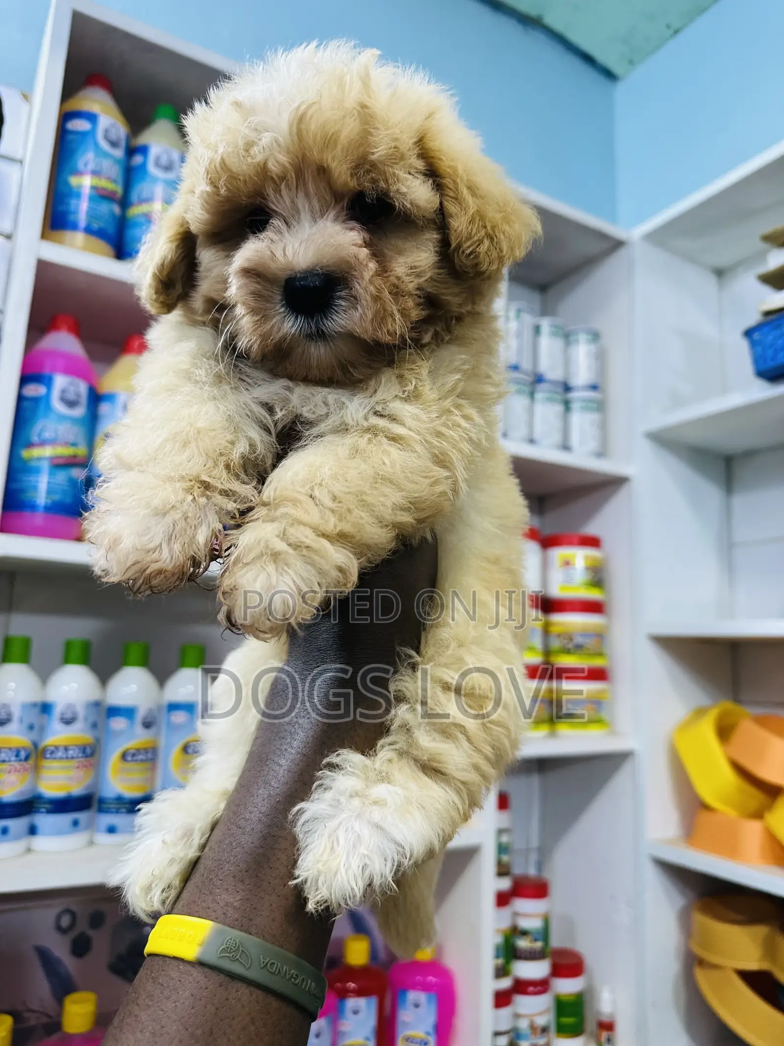 1-3 months Male Purebred Poodle