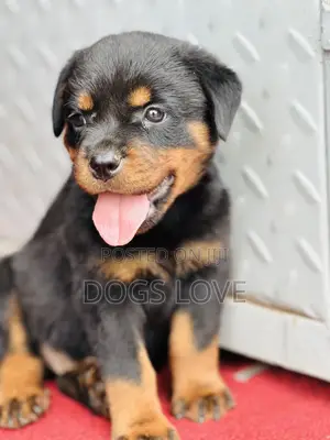 1-3 months Male Purebred Rottweiler