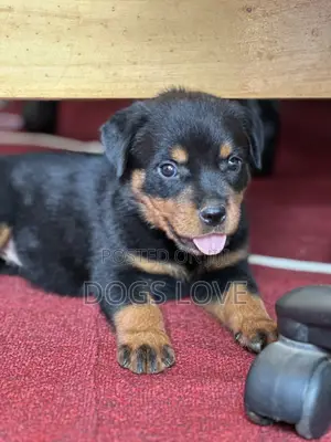 1-3 months Male Purebred Rottweiler