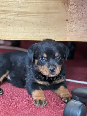 1-3 months Male Purebred Rottweiler