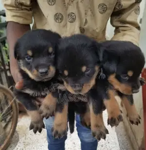 1-3 months Female Purebred Rottweiler