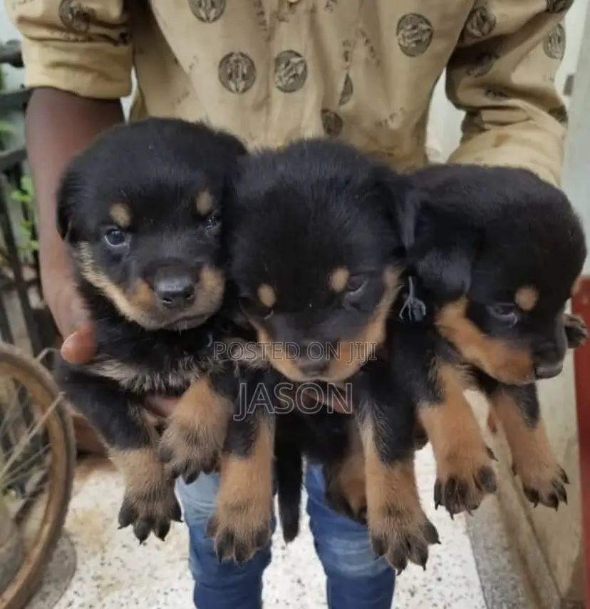 1-3 months Female Purebred Rottweiler