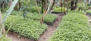 Musizzi Seedlings