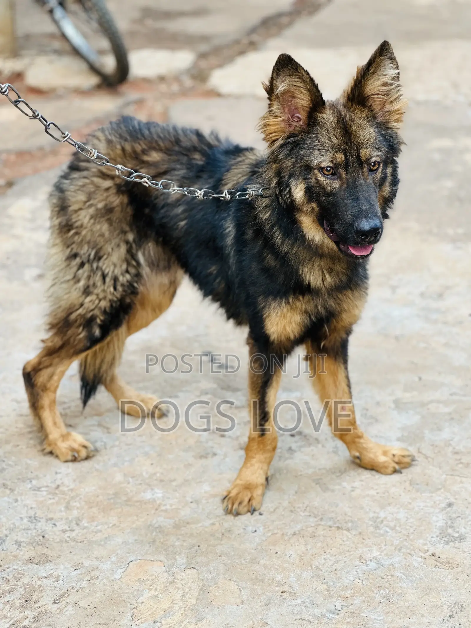 3-6 months Male Purebred German Shepherd