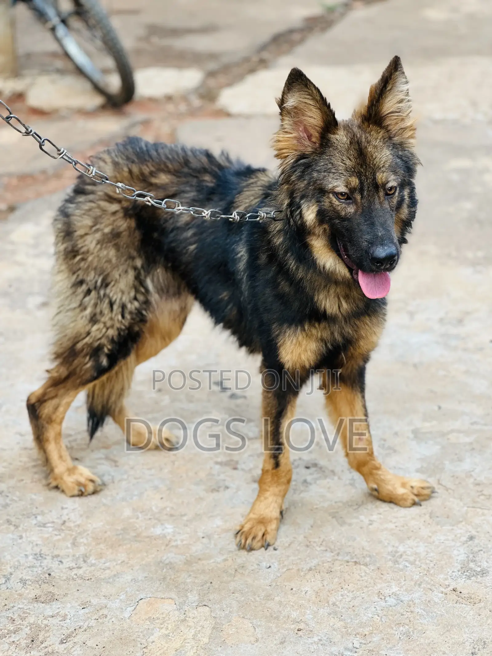 3-6 months Male Purebred German Shepherd