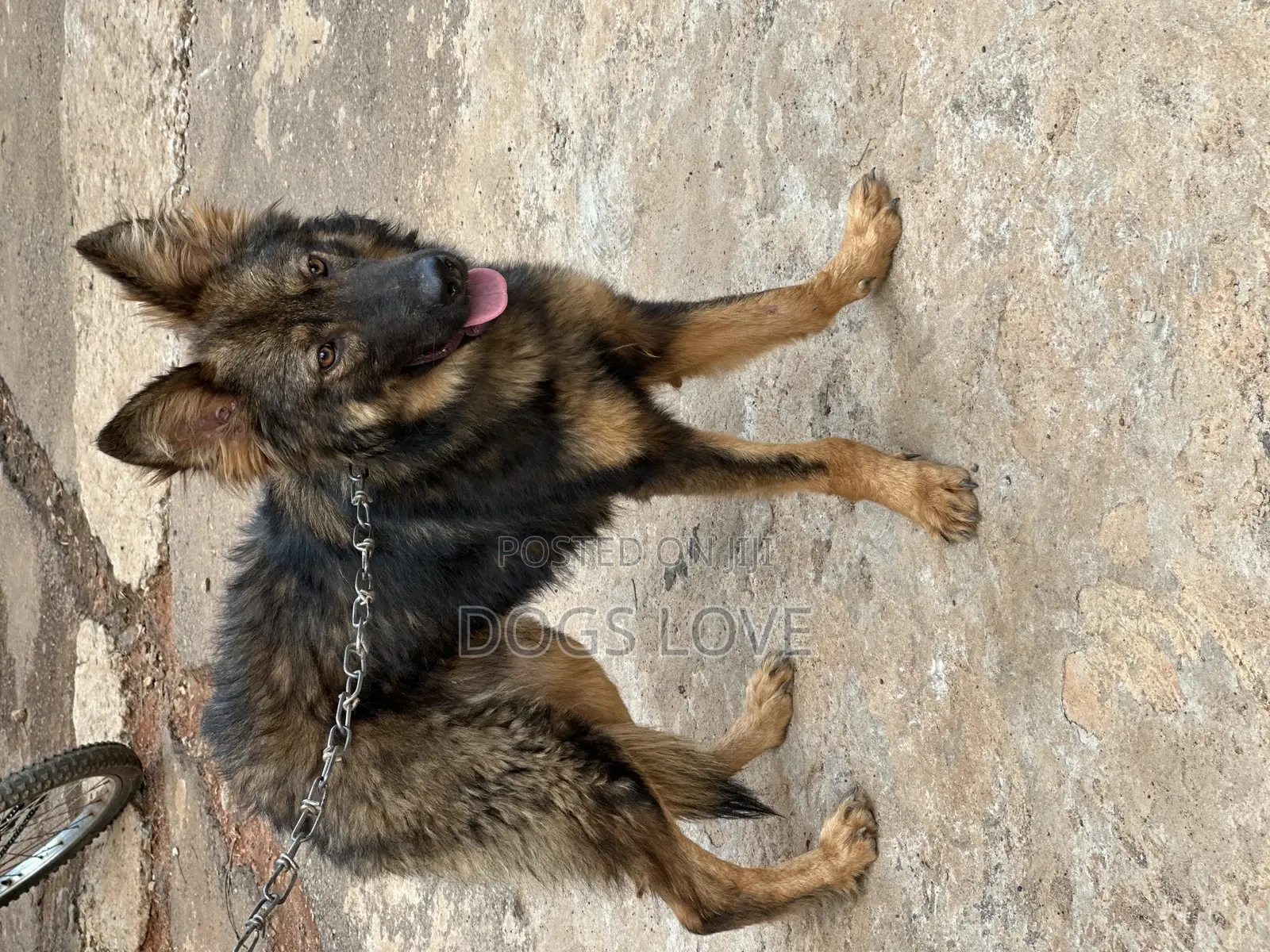 3-6 months Male Purebred German Shepherd