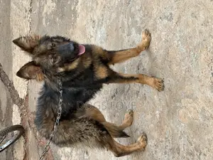 3-6 months Male Purebred German Shepherd