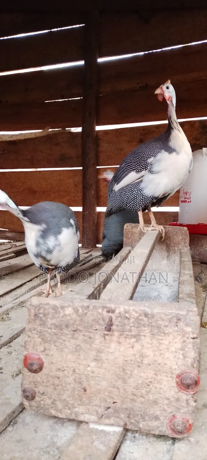 Guinea Fowls