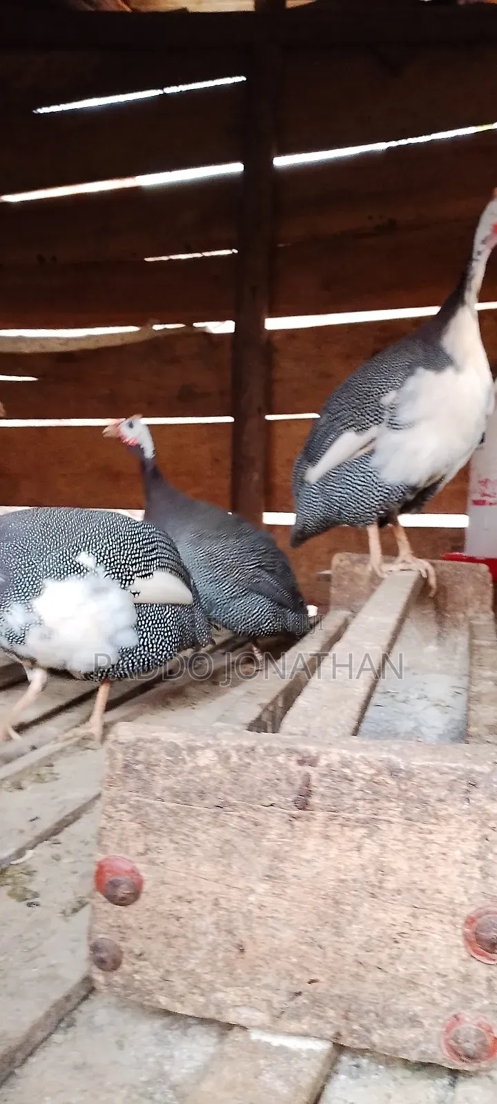 Guinea Fowls