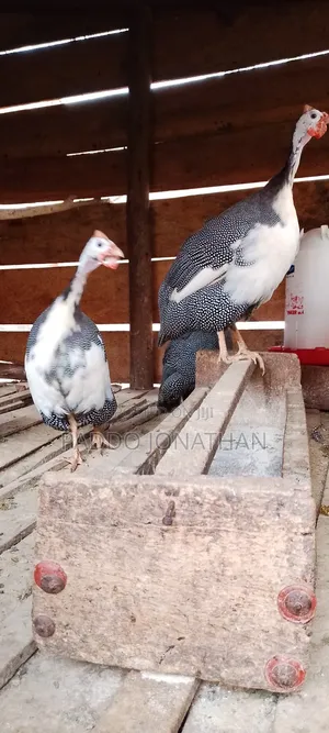 Guinea Fowls