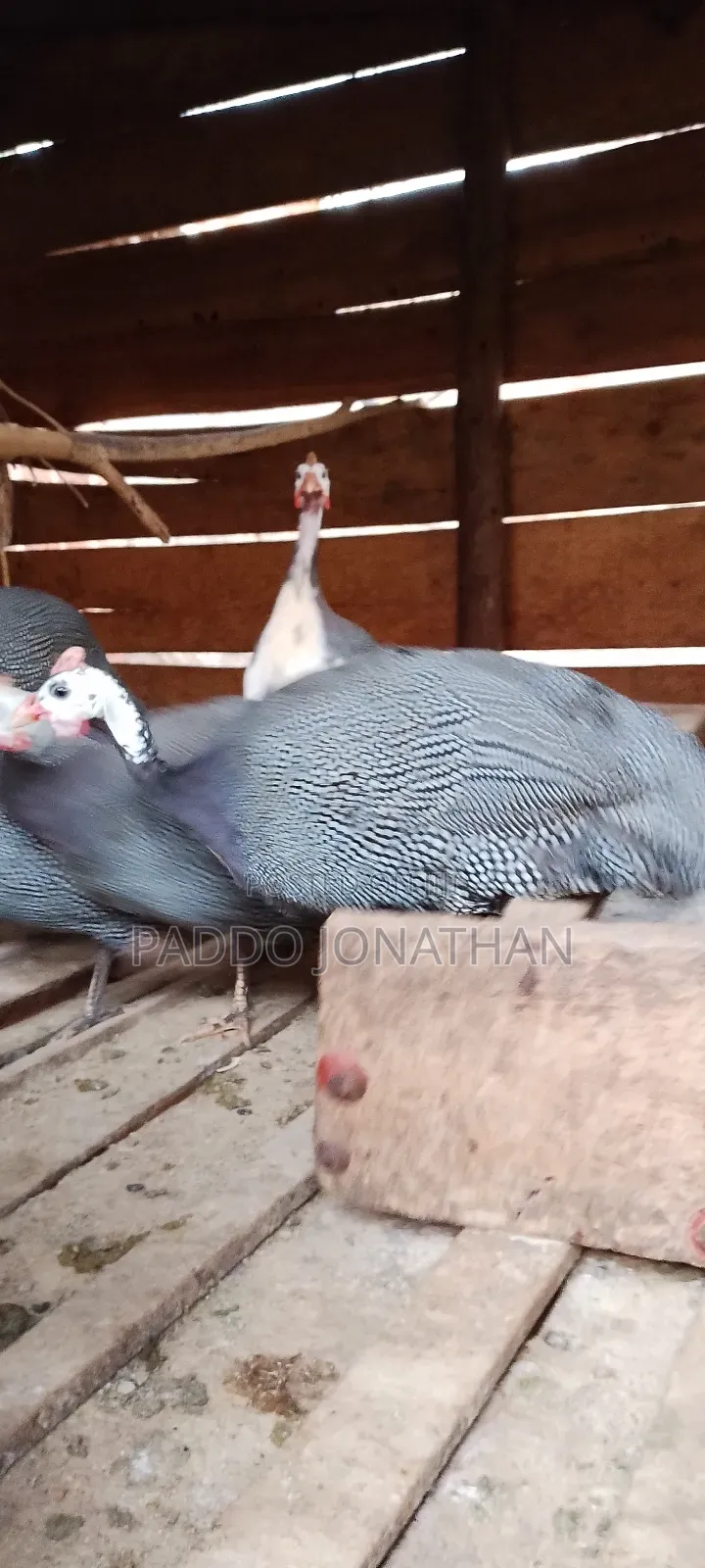 Guinea Fowls