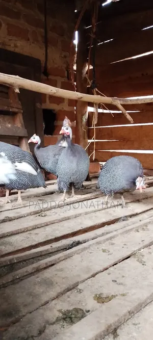 Guinea Fowls