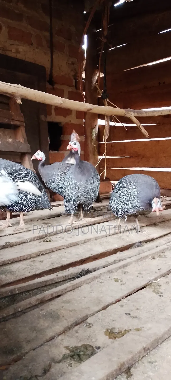 Guinea Fowls