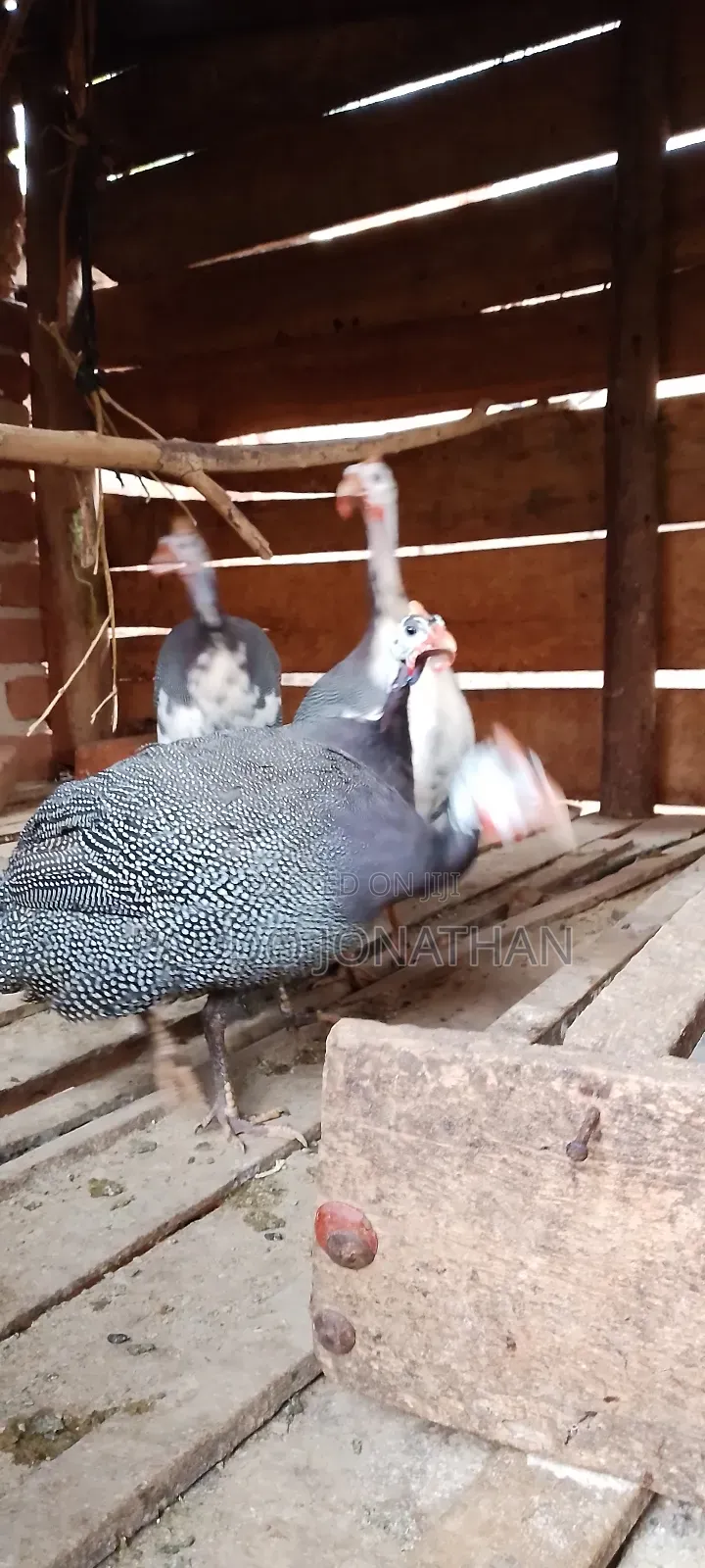 Guinea Fowls