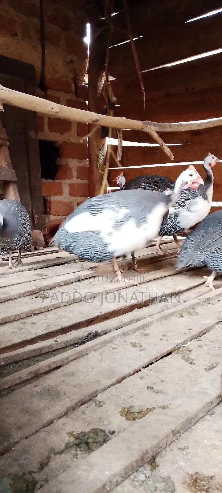 Guinea Fowls