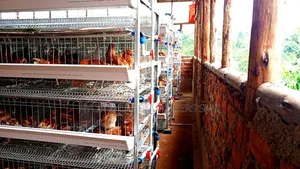 Nyonyi Cage Supplies