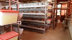 Nyonyi Cage Supplies