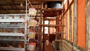 Nyonyi Cage Supplies