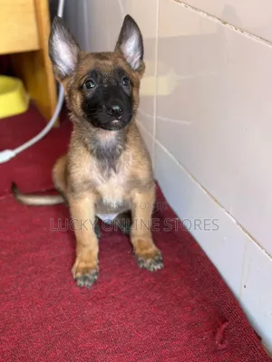 1-3 months Male Purebred Belgian Malinois