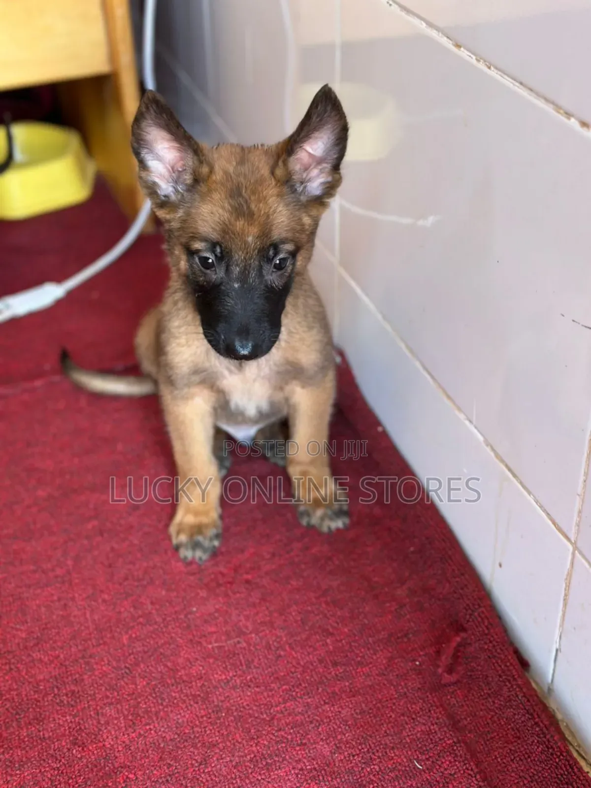 1-3 months Male Purebred Belgian Malinois