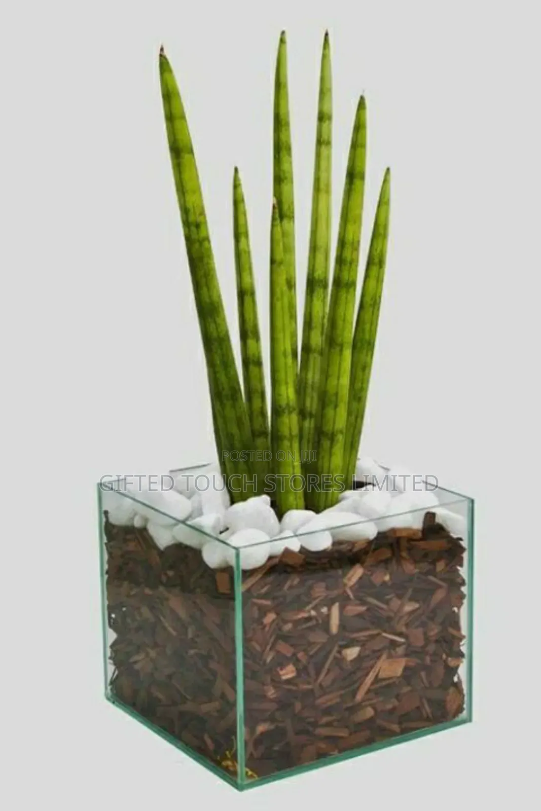 Modern Glass Flower Vases