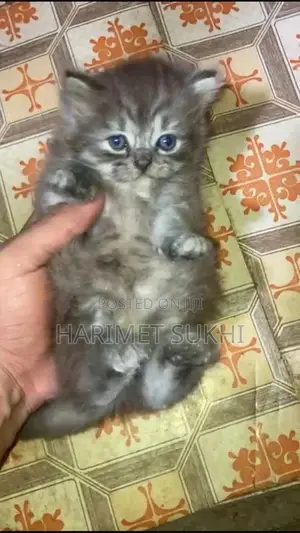 1-3 months Male Purebred Persian