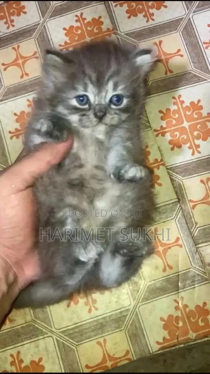 1-3 months Male Purebred Persian