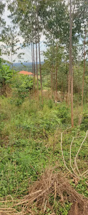 19 Decimals for Sale Before Kalule Town It's Hill With a Good View