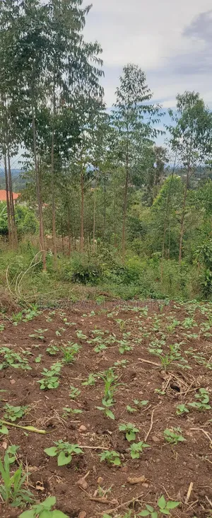 19 Decimals for Sale Before Kalule Town It's Hill With a Good View