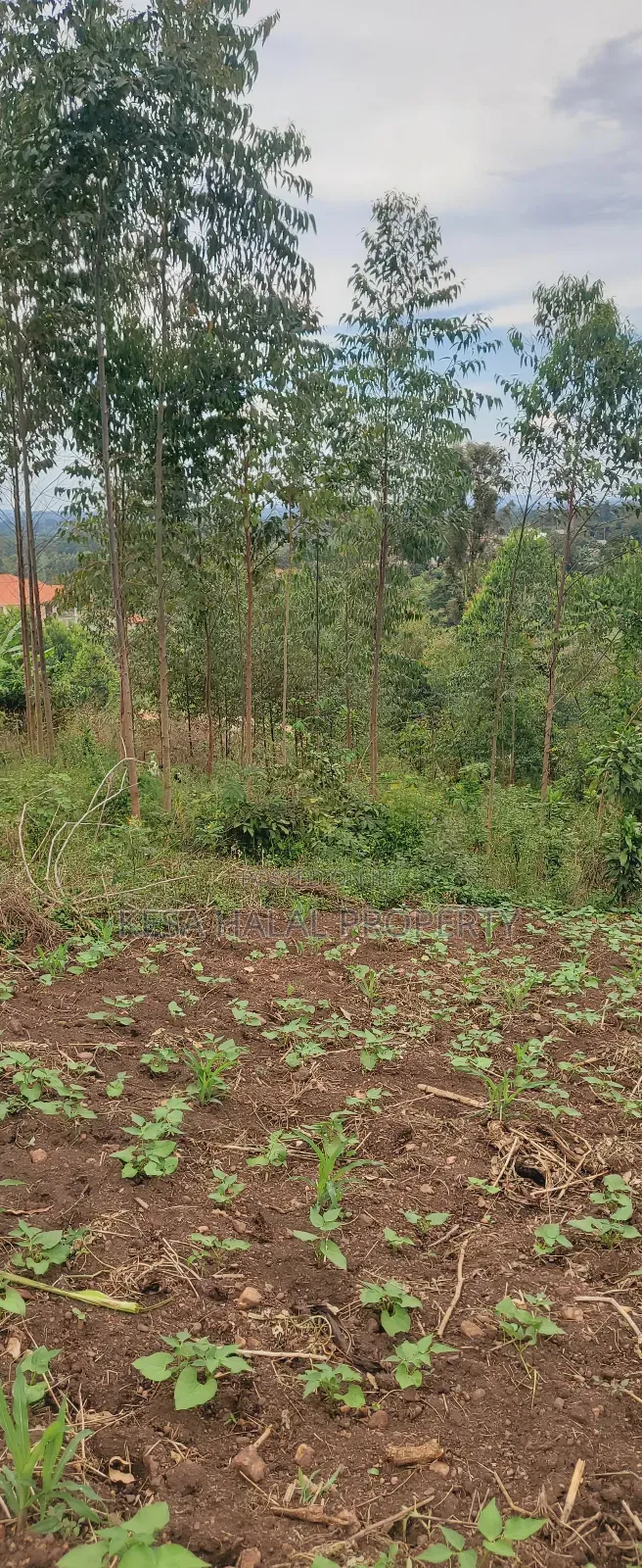 19 Decimals for Sale Before Kalule Town It's Hill With a Good View