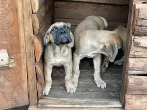 1-3 months Male Purebred Boerboel