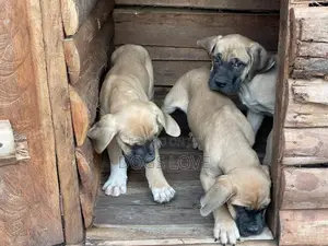 1-3 months Male Purebred Boerboel