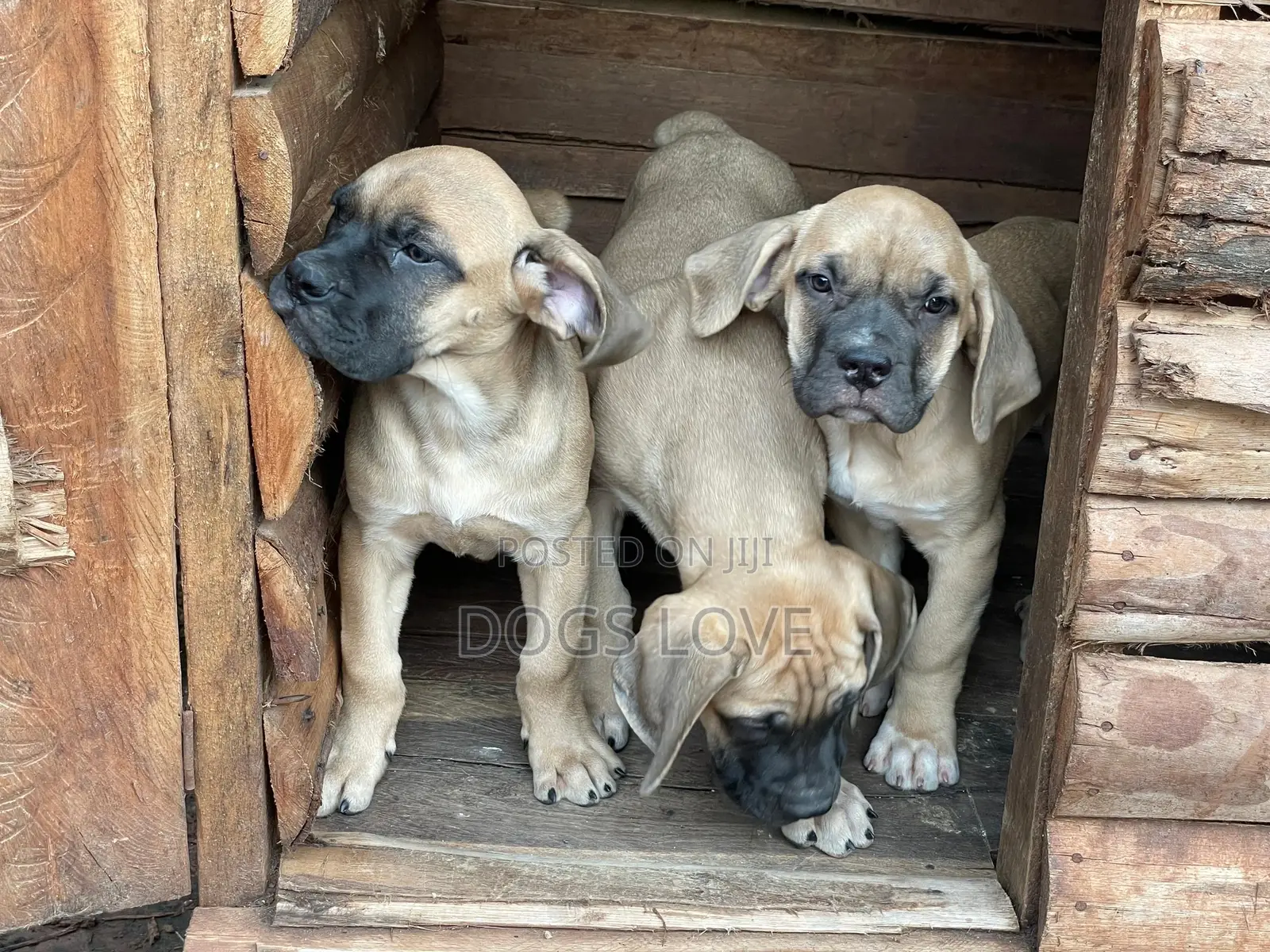 1-3 months Male Purebred Boerboel