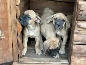 1-3 months Male Purebred Boerboel