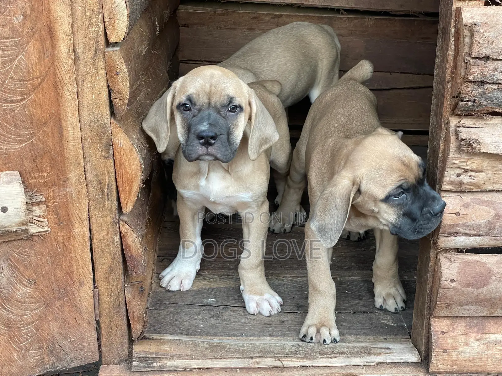 1-3 months Male Purebred Boerboel