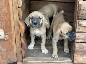 1-3 months Male Purebred Boerboel